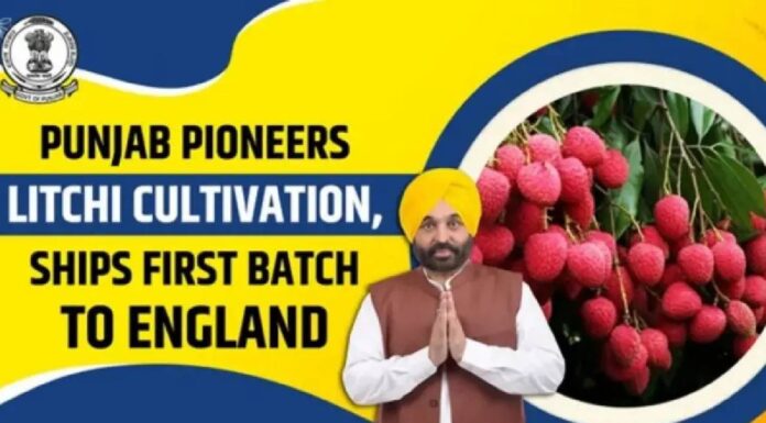 Punjab Emerges as India’s New Litchi Powerhouse, Export Gains Push Farmer Income to New Heights Mann Government