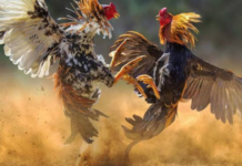 Man Wins Rs 1.53 Crore Bet At Andhra Sankranti Cockfight This Rs 1.53 crore bet is believed to be one of the largest ever recorded during the Sankranti cockfighting season in the region.