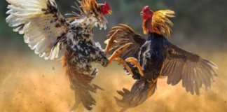 Man Wins Rs 1.53 Crore Bet At Andhra Sankranti Cockfight This Rs 1.53 crore bet is believed to be one of the largest ever recorded during the Sankranti cockfighting season in the region.