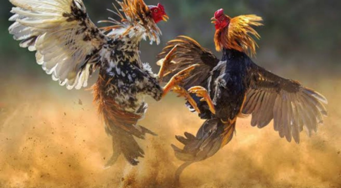 Man Wins Rs 1.53 Crore Bet At Andhra Sankranti Cockfight This Rs 1.53 crore bet is believed to be one of the largest ever recorded during the Sankranti cockfighting season in the region.