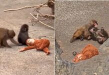 Viral baby monkey Punch, who went viral for being lonely, has found love Viral baby monkey Punch, who went viral for being lonely, has found love