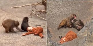 Viral baby monkey Punch, who went viral for being lonely, has found love Viral baby monkey Punch, who went viral for being lonely, has found love