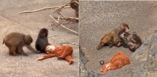 Viral baby monkey Punch, who went viral for being lonely, has found love Viral baby monkey Punch, who went viral for being lonely, has found love