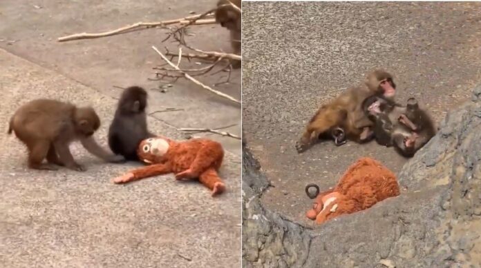 Viral baby monkey Punch, who went viral for being lonely, has found love