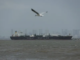 Hormuz Flashpoint: Iran Fires on Cargo Ship Amid Ceasefire Uncertainty