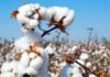 Cotton Cultivation in Punjab to Receive Boost; 33% Subsidy to Expand Cultivation Area