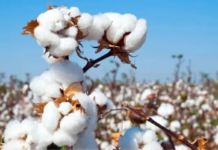 Cotton Cultivation in Punjab to Receive Boost; 33% Subsidy to Expand Cultivation Area