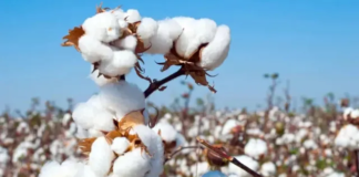 Cotton Cultivation in Punjab to Receive Boost; 33% Subsidy to Expand Cultivation Area