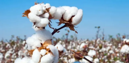 Cotton Cultivation in Punjab to Receive Boost; 33% Subsidy to Expand Cultivation Area