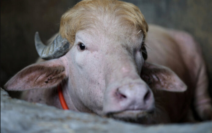 ‘Donald Trump’ Buffalo Saved From Eid Sacrifice After Going Viral in Bangladesh ‘Donald Trump’ Buffalo Saved From Eid Sacrifice After Going Viral in Bangladesh