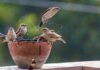 PM Modi’s Heatwave Warning: Stay Hydrated, Care for Birds and Animals Too PM Modi’s Heatwave Warning: Stay Hydrated, Care for Birds and Animals Too