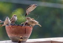 PM Modi’s Heatwave Warning: Stay Hydrated, Care for Birds and Animals Too PM Modi’s Heatwave Warning: Stay Hydrated, Care for Birds and Animals Too