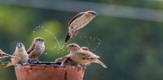 PM Modi’s Heatwave Warning: Stay Hydrated, Care for Birds and Animals Too PM Modi’s Heatwave Warning: Stay Hydrated, Care for Birds and Animals Too