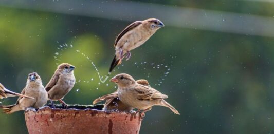 PM Modi’s Heatwave Warning: Stay Hydrated, Care for Birds and Animals Too PM Modi’s Heatwave Warning: Stay Hydrated, Care for Birds and Animals Too