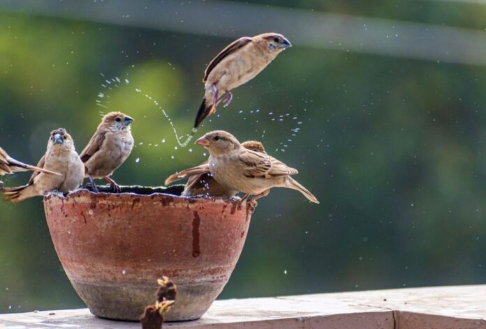 PM Modi’s Heatwave Warning: Stay Hydrated, Care for Birds and Animals Too PM Modi’s Heatwave Warning: Stay Hydrated, Care for Birds and Animals Too