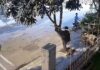 Mango Hunt Goes Wrong: Man Pulls Down Whole Tree in Shocking Clip Mango Hunt Goes Wrong: Man Pulls Down Whole Tree in Shocking Clip