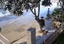 Mango Hunt Goes Wrong: Man Pulls Down Whole Tree in Shocking Clip Mango Hunt Goes Wrong: Man Pulls Down Whole Tree in Shocking Clip