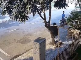 Mango Hunt Goes Wrong: Man Pulls Down Whole Tree in Shocking Clip Mango Hunt Goes Wrong: Man Pulls Down Whole Tree in Shocking Clip