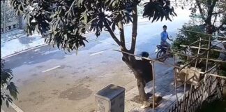 Mango Hunt Goes Wrong: Man Pulls Down Whole Tree in Shocking Clip Mango Hunt Goes Wrong: Man Pulls Down Whole Tree in Shocking Clip