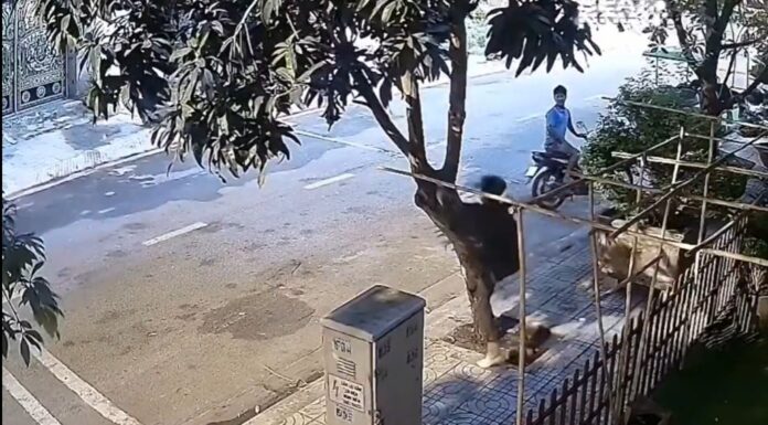 Mango Hunt Goes Wrong: Man Pulls Down Whole Tree in Shocking Clip Mango Hunt Goes Wrong: Man Pulls Down Whole Tree in Shocking Clip