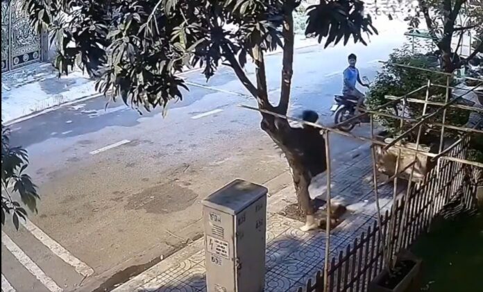 Mango Hunt Goes Wrong: Man Pulls Down Whole Tree in Shocking Clip