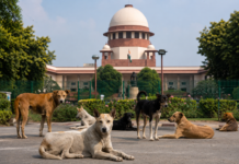 SC Stands Firm on Order to Shift Stray Dogs Away From Schools, Colleges and Hospitals