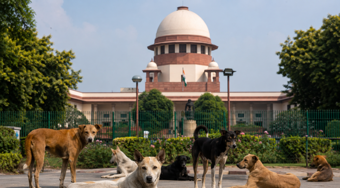 SC Stands Firm on Order to Shift Stray Dogs Away From Schools, Colleges and Hospitals