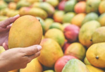 PM Modi Showcases Diversity Of Indian Mangoes, From Alphonso To Langra PM Modi Showcases Diversity Of Indian Mangoes, From Alphonso To Langra