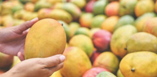 PM Modi Showcases Diversity Of Indian Mangoes, From Alphonso To Langra PM Modi Showcases Diversity Of Indian Mangoes, From Alphonso To Langra