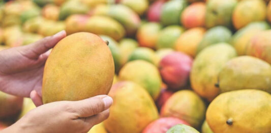 PM Modi Showcases Diversity Of Indian Mangoes, From Alphonso To Langra PM Modi Showcases Diversity Of Indian Mangoes, From Alphonso To Langra