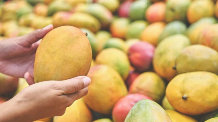 PM Modi Showcases Diversity Of Indian Mangoes, From Alphonso To Langra