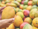 PM Modi Showcases Diversity Of Indian Mangoes, From Alphonso To Langra PM Modi Showcases Diversity Of Indian Mangoes, From Alphonso To Langra
