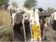 Punjab: 8 Dead, 15 Injured in Pickup-Horse Trolley Crash Punjab: 8 Dead, 15 Injured in Pickup-Horse Trolley Crash