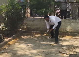 Money Rain’ In Bulandshahr: Monkey Climbs Tree With Rs 2 Lakh, Scatters Notes Money Rain’ In Bulandshahr: Monkey Climbs Tree With Rs 2 Lakh, Scatters Notes