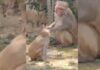 Viral Video: Monkey Turns Off Tap After Drinking Water in Uttarakhand Viral Video: Monkey Turns Off Tap After Drinking Water in Uttarakhand