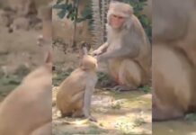 Viral Video: Monkey Turns Off Tap After Drinking Water in Uttarakhand Viral Video: Monkey Turns Off Tap After Drinking Water in Uttarakhand