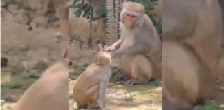 Viral Video: Monkey Turns Off Tap After Drinking Water in Uttarakhand Viral Video: Monkey Turns Off Tap After Drinking Water in Uttarakhand