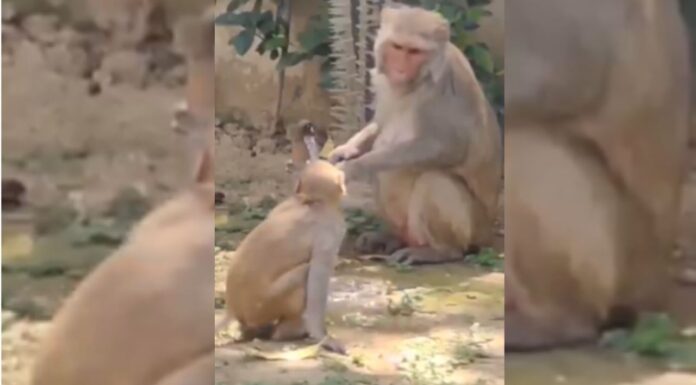 Viral Video: Monkey Turns Off Tap After Drinking Water in Uttarakhand Viral Video: Monkey Turns Off Tap After Drinking Water in Uttarakhand