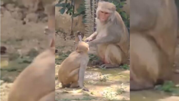 Viral Video: Monkey Turns Off Tap After Drinking Water in Uttarakhand