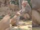 Viral Video: Monkey Turns Off Tap After Drinking Water in Uttarakhand Viral Video: Monkey Turns Off Tap After Drinking Water in Uttarakhand
