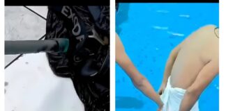 Shocking Pool Moment: Snake Crawls Into Young Man’s Underwear, Video Goes Viral Shocking Pool Moment: Snake Crawls Into Young Man’s Underwear, Video Goes Viral
