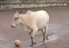Cow turns goalkeeper: Refuses to allow children to take the Ball, internet in splits Cow turns goalkeeper: Refuses to allow children to take the ball, internet in splits