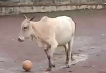 Cow turns goalkeeper: Refuses to allow children to take the Ball, internet in splits Cow turns goalkeeper: Refuses to allow children to take the ball, internet in splits