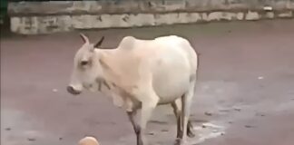 Cow turns goalkeeper: Refuses to allow children to take the Ball, internet in splits Cow turns goalkeeper: Refuses to allow children to take the ball, internet in splits