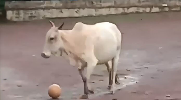 Cow turns goalkeeper: Refuses to allow children to take the Ball, internet in splits Cow turns goalkeeper: Refuses to allow children to take the ball, internet in splits