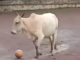 Cow turns goalkeeper: Refuses to allow children to take the Ball, internet in splits Cow turns goalkeeper: Refuses to allow children to take the ball, internet in splits