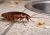 Cockroach Problem At Home? Easy Kitchen Remedies You Must Try At Night Cockroach Problem At Home? Easy Kitchen Remedies You Must Try At Night