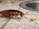 Cockroach Problem At Home? Easy Kitchen Remedies You Must Try At Night Cockroach Problem At Home? Easy Kitchen Remedies You Must Try At Night