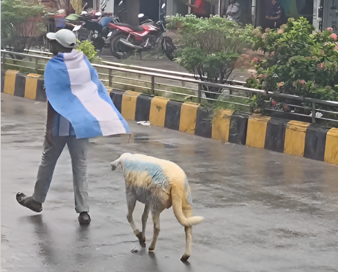 Bangladesh Man Walks Sheep Dyed in Argentina Colours, Viral Video Sparks FIFA World Cup Buzz Bangladesh Man Walks Sheep Dyed in Argentina Colours, Viral Video Sparks FIFA World Cup Buzz