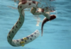 Hundreds of venomous snakes seen floating on flooded roads in China; video will leave you shaken Hundreds of venomous snakes seen floating on flooded roads in China; video will leave you shaken